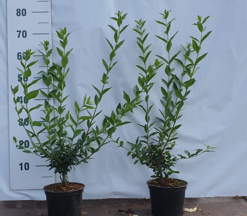 Ligustrum vulgare