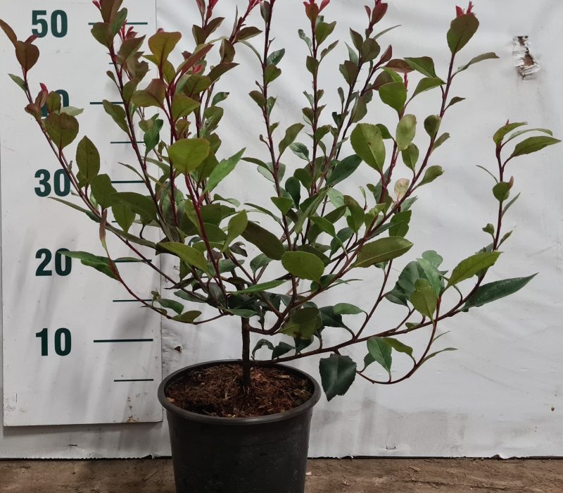 Photinia fraseri 'Little Red Robin'