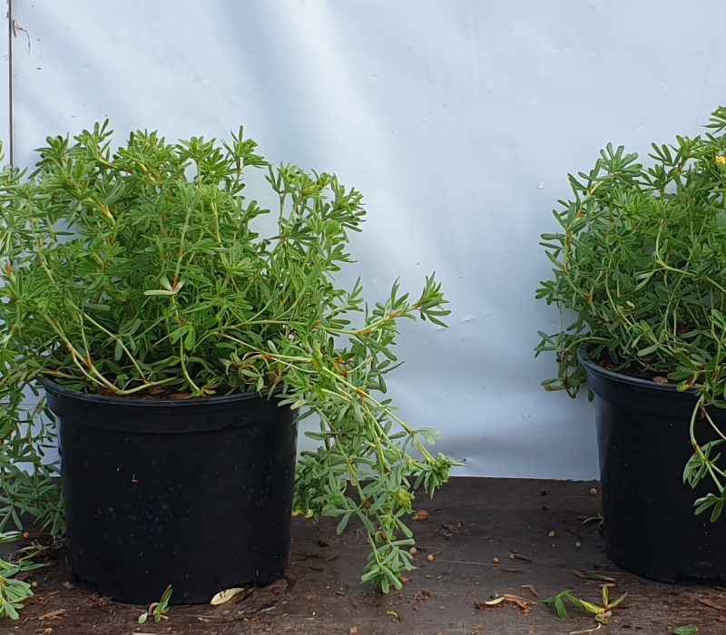 Potentilla frut. 'Red Ace'