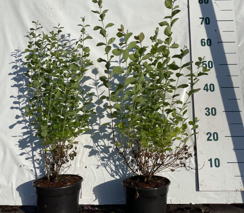 Symphoricarpos 'White Hedge'